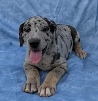 Tracker , a male Great Dane for sale in Barnesville, GA – 2 of 9