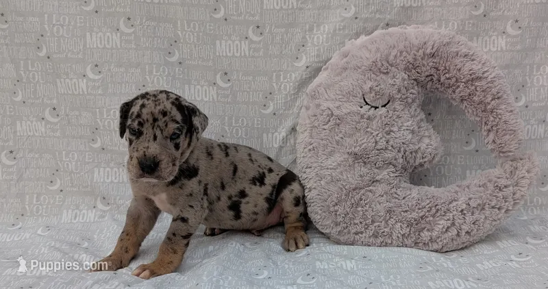 Tracker  – Great Dane puppy for sale in Barnesville, GA