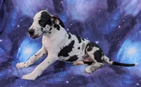 Methos, a male Great Dane for sale in Barnesville, GA – 6 of 10