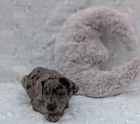 Kirara, a female Great Dane for sale in Barnesville, GA – 5 of 6