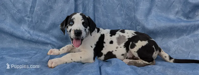 Methos – Great Dane puppy for sale in Barnesville, GA