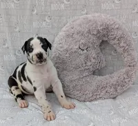 Methos, a male Great Dane for sale in Barnesville, GA – 4 of 5