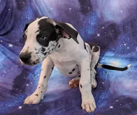 Methos, a male Great Dane for sale in Barnesville, GA – 4 of 10