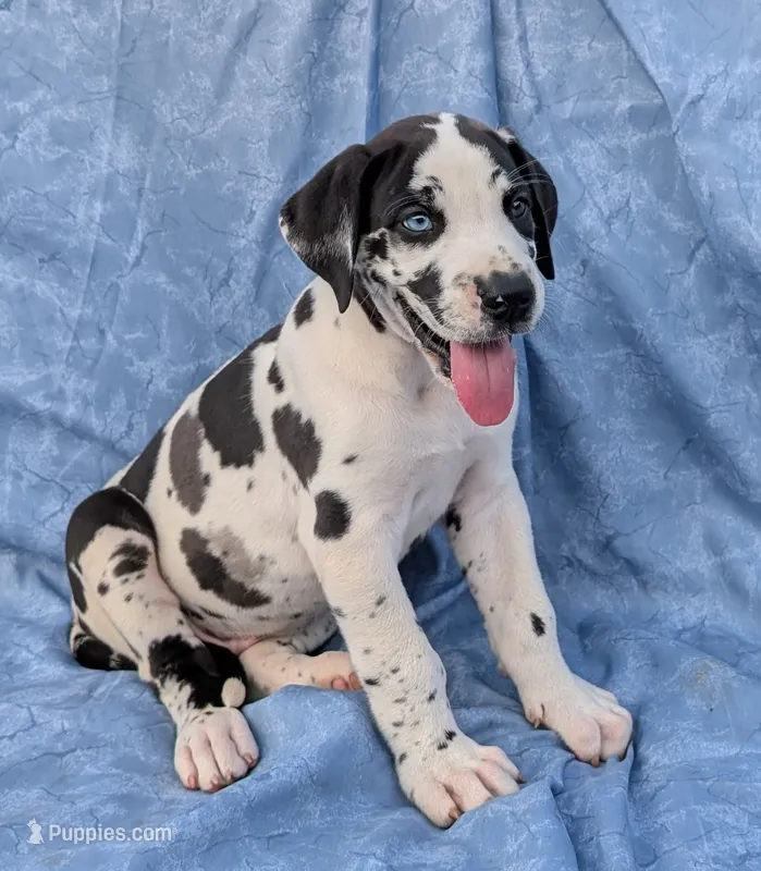 Methos – Great Dane puppy for sale in Barnesville, GA