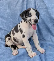 Methos, a male Great Dane for sale in Barnesville, GA – 8 of 10