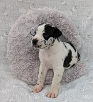 Methos, a male Great Dane for sale in Barnesville, GA – 3 of 5
