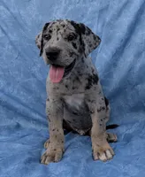 Tracker , a male Great Dane for sale in Barnesville, GA – 4 of 9