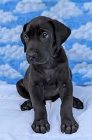 Nyx - solid...no white, a female Great Dane for sale in Barnesville, GA – 5 of 9