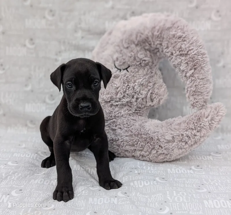 Nyx – Great Dane puppy for sale in Barnesville, GA