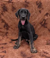Scout , a male Great Dane for sale in Barnesville, GA – 2 of 9