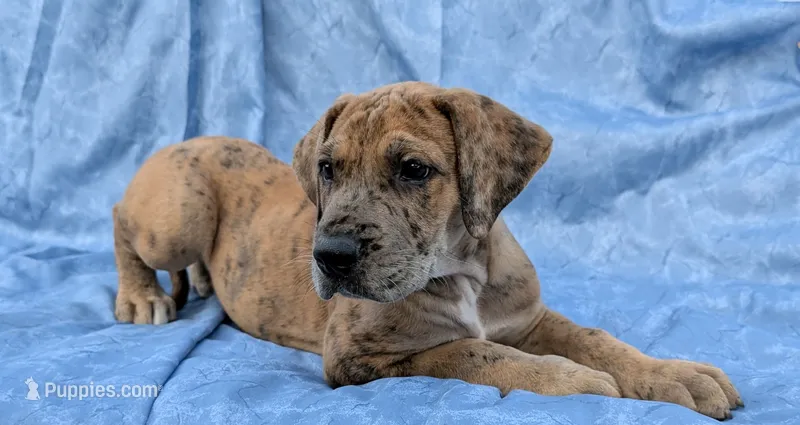 Seeker  – Great Dane puppy for sale in Barnesville, GA