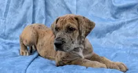 Seeker , a male Great Dane for sale in Barnesville, GA – 7 of 9