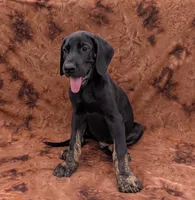 Scout , a male Great Dane for sale in Barnesville, GA – 4 of 9