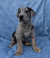 Tracker , a male Great Dane for sale in Barnesville, GA – 5 of 9