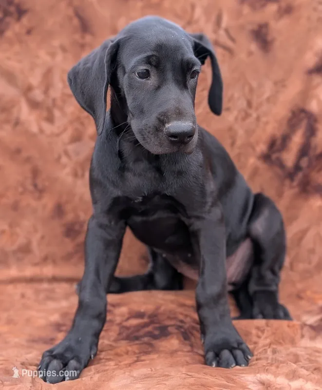 Nyx – Great Dane puppy for sale in Barnesville, GA