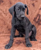 Nyx, a female Great Dane for sale in Barnesville, GA – 7 of 10
