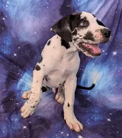 Methos, a male Great Dane for sale in Barnesville, GA – 3 of 10
