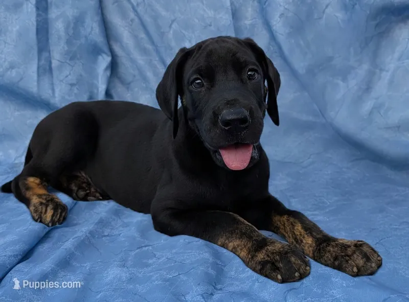 Scout -brindle point – Great Dane puppy for sale in Barnesville, GA