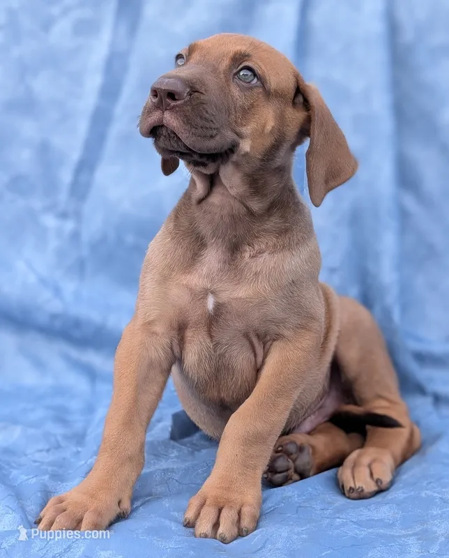 Sage – Great Dane puppy for sale in Barnesville, GA