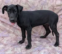 Nyx last female available , a female Great Dane for sale in Barnesville, GA – 3 of 9