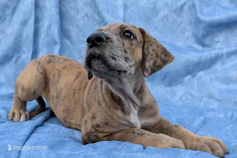 Seeker -brindle merle  – Great Dane puppy for sale in Barnesville, GA