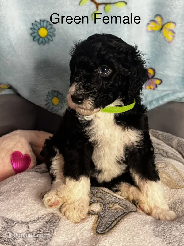 Light green female  – Sheepadoodle puppy for sale in Sumter, SC