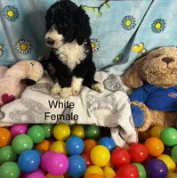 White female , a female Sheepadoodle for sale in Sumter, SC – 1 of 1