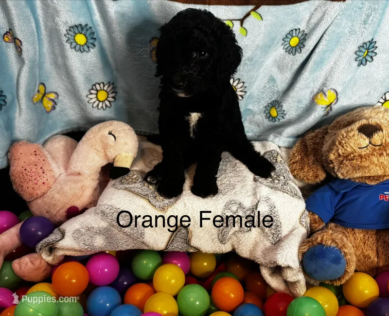 Orange female  – Sheepadoodle puppy for sale in Sumter, SC