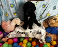 Orange female , a female Sheepadoodle for sale in Sumter, SC – 1 of 1