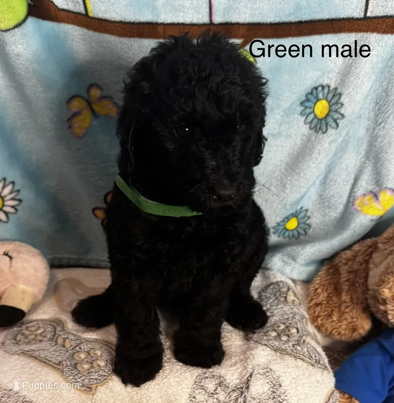 Dark green male  – Sheepadoodle puppy for sale in Sumter, SC