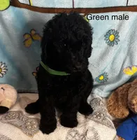 Dark green male , a male Sheepadoodle for sale in Sumter, SC – 1 of 1