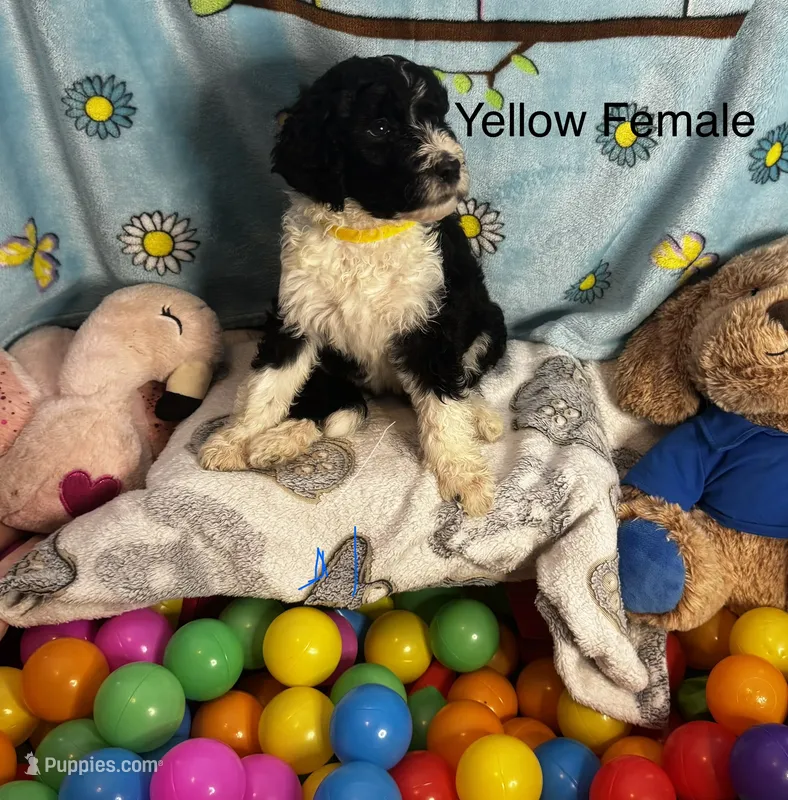 Yellow female  – Sheepadoodle puppy for sale in Sumter, SC