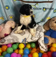 Yellow female , a female Sheepadoodle for sale in Sumter, SC – 1 of 1
