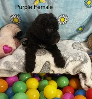 Purple female , a female Sheepadoodle for sale in Sumter, SC – 1 of 1
