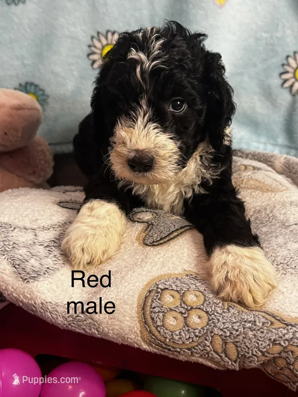 Red male  – Sheepadoodle puppy for sale in Sumter, SC