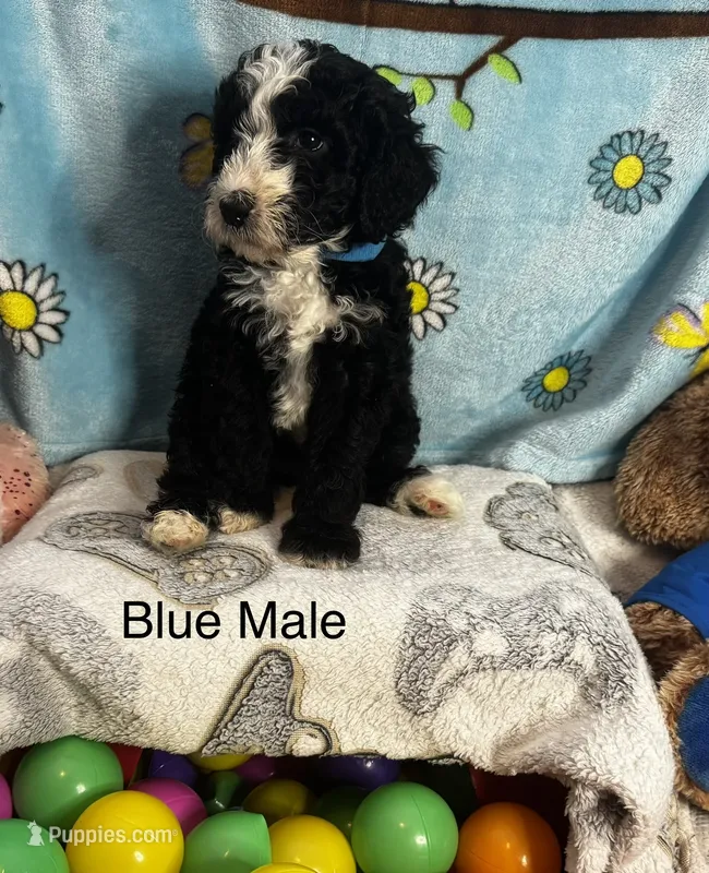 Blue collared male  – Sheepadoodle puppy for sale in Sumter, SC