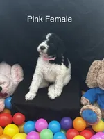 Pink female , a female Sheepadoodle for sale in Sumter, SC – 1 of 1