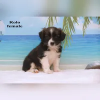 Rolo, a female Shihpoo and Miniature Australian Shepherd for sale in Clare, MI – 1 of 5