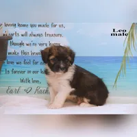 Leo, a male Shihpoo and Miniature Australian Shepherd for sale in Clare, MI – 4 of 5