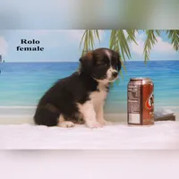 Rolo, a female Shihpoo and Miniature Australian Shepherd for sale in Clare, MI – 3 of 5