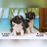 Leo, a male Shihpoo and Miniature Australian Shepherd for sale in Clare, MI – 5 of 5