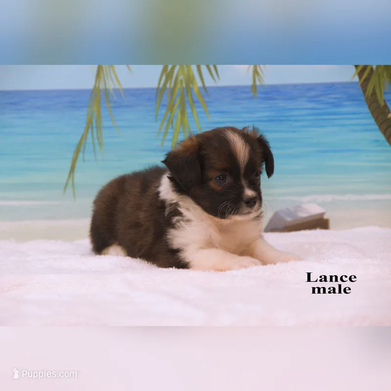 Lance – Shihpoo, Miniature Australian Shepherd puppy for sale in Clare, MI