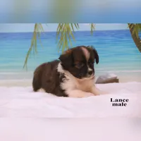 Lance, a male Shihpoo and Miniature Australian Shepherd for sale in Clare, MI – 1 of 6