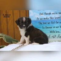 Lance, a male Shihpoo and Miniature Australian Shepherd for sale in Clare, MI – 2 of 6