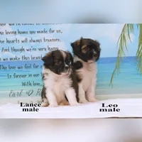 Lance, a male Shihpoo and Miniature Australian Shepherd for sale in Clare, MI – 5 of 6