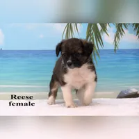 Reese, a female Shihpoo and Miniature Australian Shepherd for sale in Clare, MI – 5 of 5