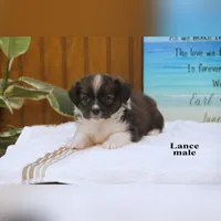 Lance, a male Shihpoo and Miniature Australian Shepherd for sale in Clare, MI – 4 of 6
