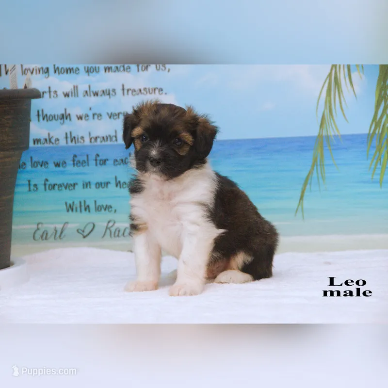 Leo – Shihpoo, Miniature Australian Shepherd puppy for sale in Clare, MI