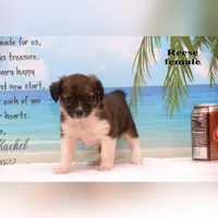 Reese, a female Shihpoo and Miniature Australian Shepherd for sale in Clare, MI – 3 of 5