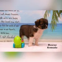 Reese, a female Shihpoo and Miniature Australian Shepherd for sale in Clare, MI – 2 of 5